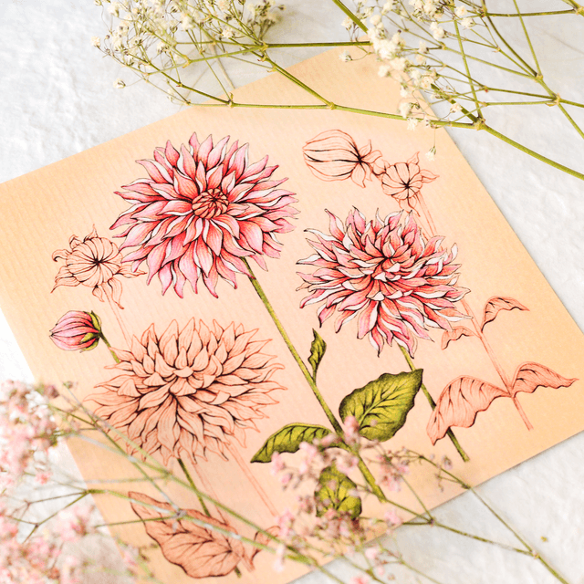 "Dahlia flower" postcard